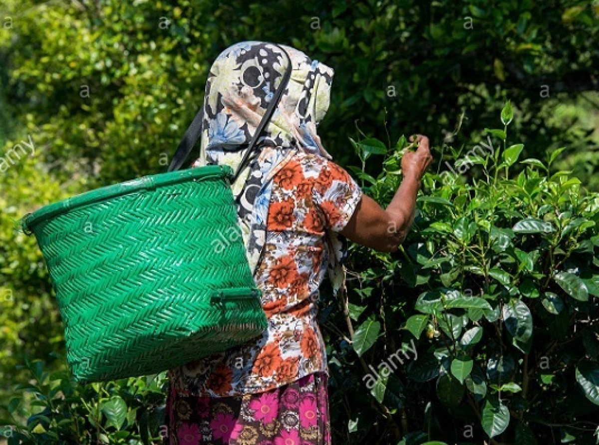 small-tea-workers