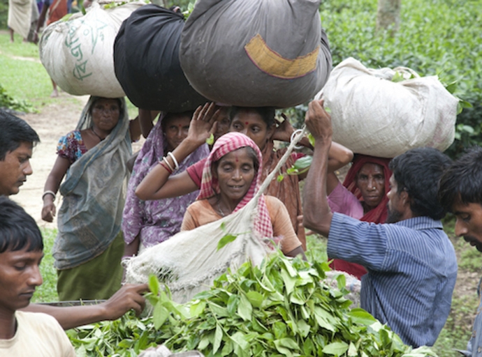 වතු සේවකයින්ට දෛනික වැටුප 1000 ක් කළ ගැසට් නිවේදනය නිකුත් වෙයි