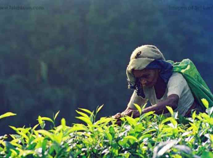 ආර්ථික අර්බුදයෙන් වතු කම්කරුවන් දරුණු අර්බුදයක - රාධා ක්‍රිෂ්ණන්