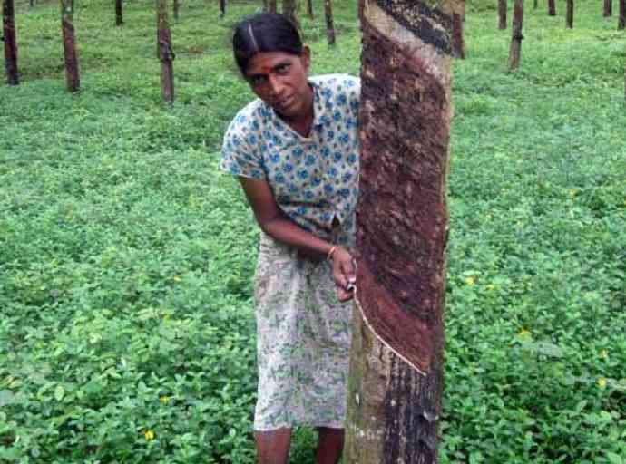 අත පල්ලෙන් වැටුණු’ පහතරට වතුකරය