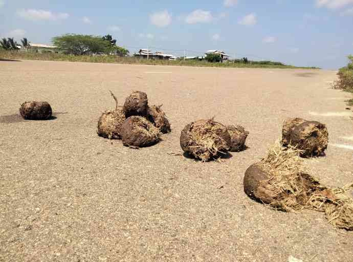 හම්බන්තොට වන අලි කලමනාකරණ ප්‍රදේශය ගැසට්ටුවකට පමණක් සීමා වේද?