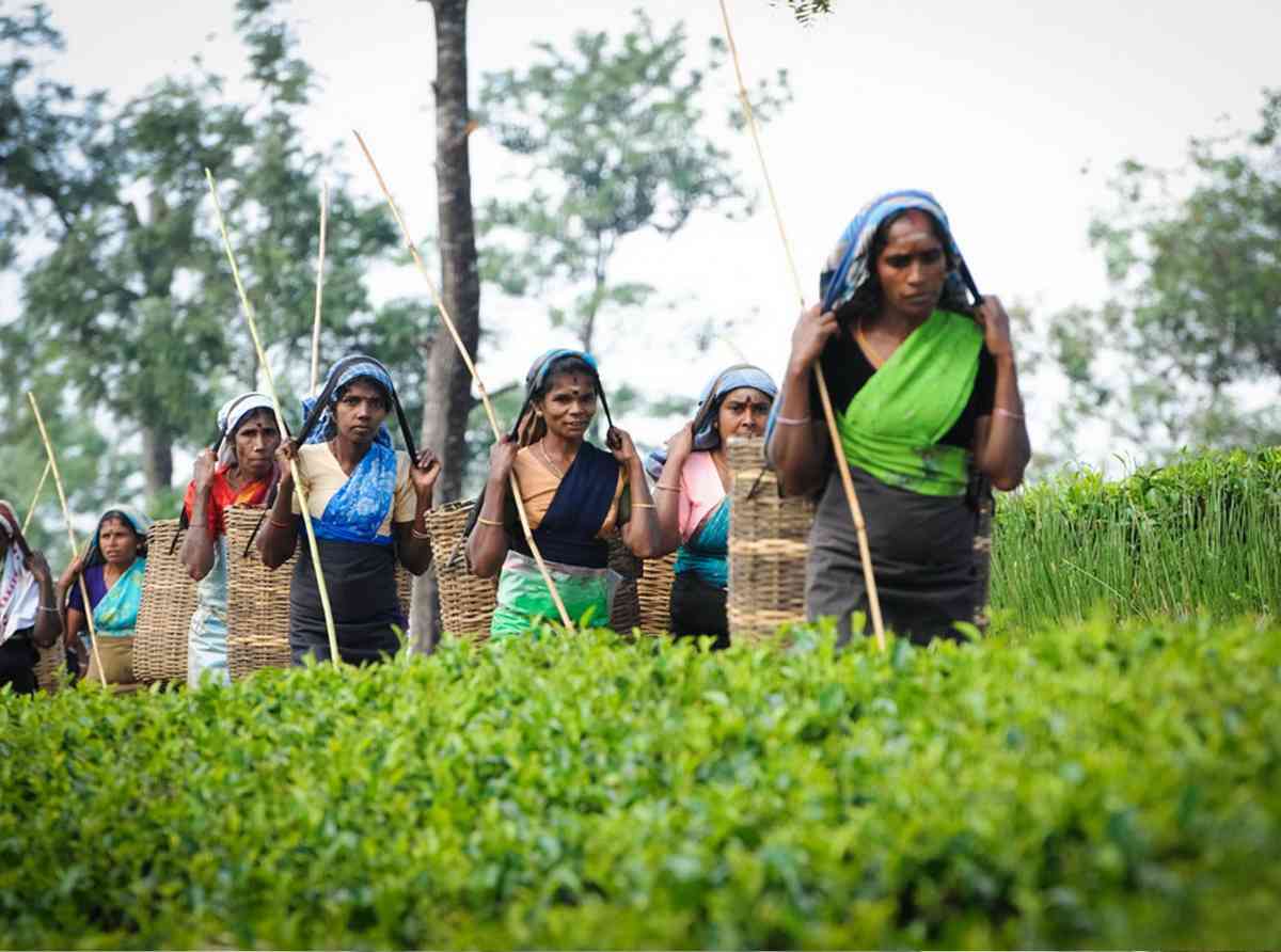 tea-plantation-workers