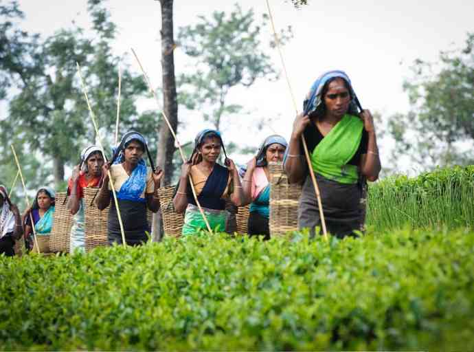 tea-plantation-workers