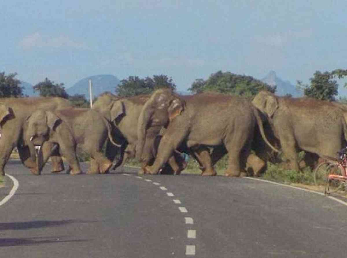 elephant-crossing