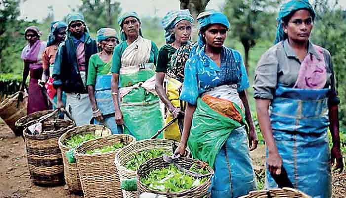 estate workers 1